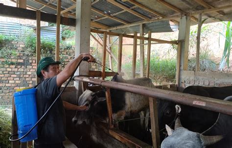 Wabah Pmk Tak Pengaruhi Penjualan Hewan Kurban Di Muara Enim