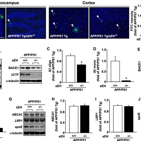 A J Loss Of Function Of Seh Decreases Aβ Deposition In App Ps1 Tg Mice