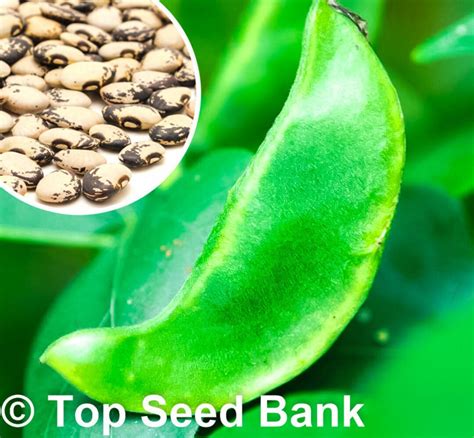 10 Florida Speckled Butterbean Seeds Pole Lima Bean Free T
