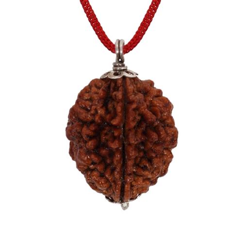 Saisaya Rudraksha Mukhi Rudraksha Pendant Certified With Lab Two