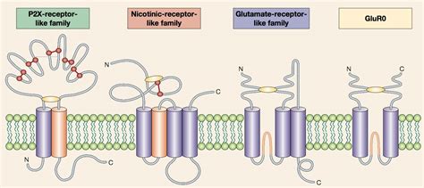 Mempro™ Detergent-Free Pentameric Ligand-Gated Ion Channel Production - Creative Biostructure