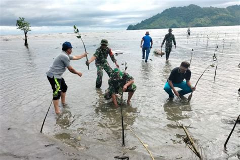 TNI Tanam Bibit Mangrove Di Gorontalo ANTARA News Gorontalo