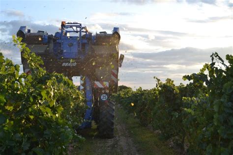 La D O Rueda cierra la vendimia con menos producción pero con una