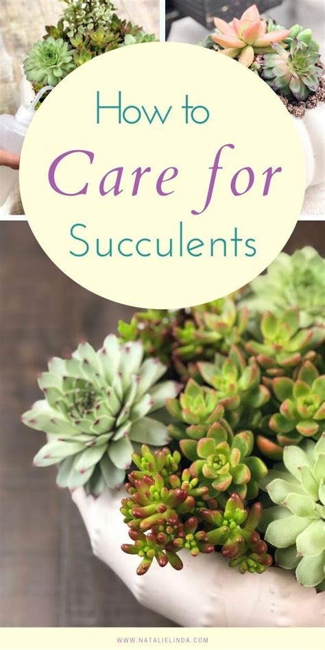 Succulent Care Tips For Beginners The Ultimate Guide Succulent