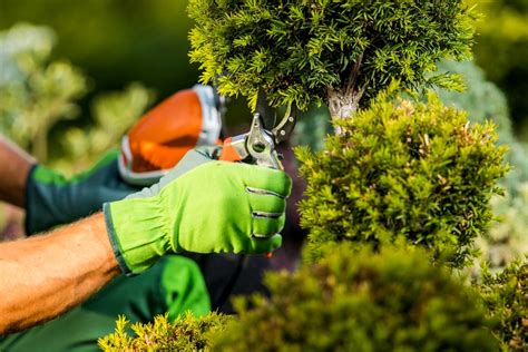 R Ussir La Taille De Vos Arbustes En Septembre Ma Petite Jardinerie