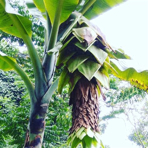 Pohon Pisang Musa Ingens Anti "Salam Dari Binjai" - Minews ID