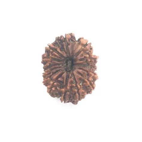 Oval 14 Mukhi Rudraksha Nepal Packaging Type Box Size 31 11 At Rs