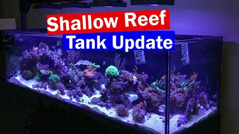 Shallow Reef Tank Update ReefDudes 6 Peninsula Saltwater Aquarium