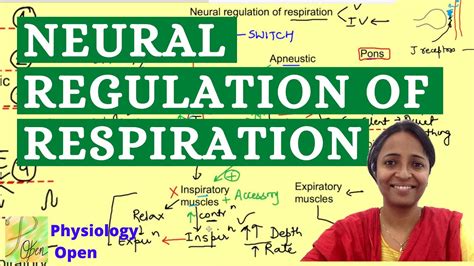 Neural Regulation Of Respiration Respiratory System Physiology Mbbs 1st Year Lecture Youtube