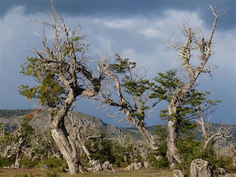 Fotos gratis paisaje árbol naturaleza desierto rama planta flor