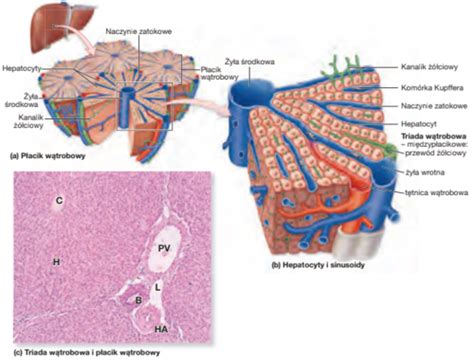 Fiszki Histologia W Troba P Cherzyk I Przew D Ciowy Quizlet