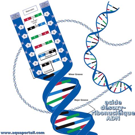 Acide désoxyribonucléique définition et explications