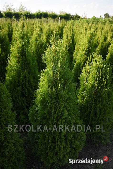 Tuja Smaragd Szmaragd Thuja Ywotnik Zachodni Cm Cm Kalisz