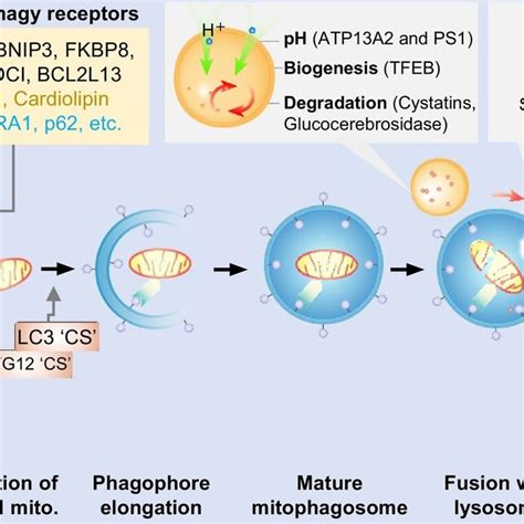 mitophagy  neuroprotection request