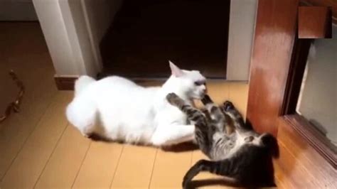 The Two Cats Lick Each Other And Fight In A Word Watch Hd Video