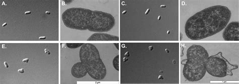 The Rcs Regulated Colanic Acid Capsule Maintains Membrane Potential In