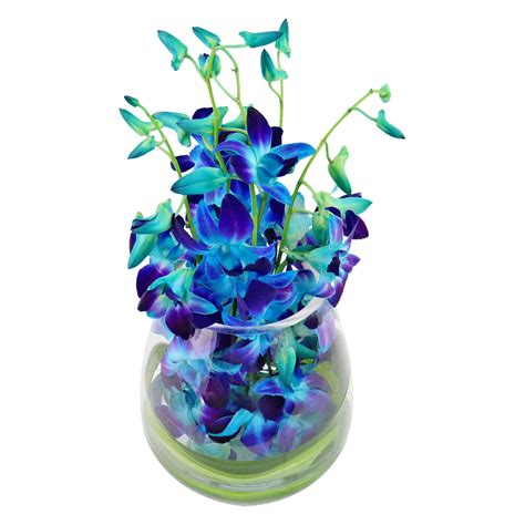 Blue Elegant Orchids Flowers Delivered