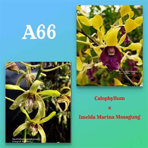 Jual Dendrobium Calophyllum X Imelda Marina Masagung Bibit Anggrek