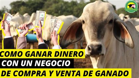 C Mo Ganar Dinerocon Un Negocio De Compra Y Venta De Ganado