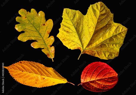 Different Colored Fall Leaves Set Of Olorful Leaves Isolated On Black