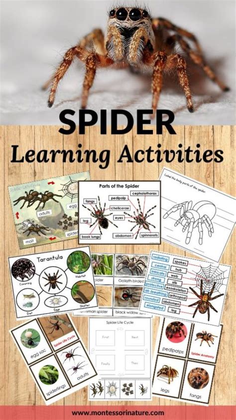 Discovering The Fascinating World Of Spiders Understanding Their Life Cycle Anatomy And Fun