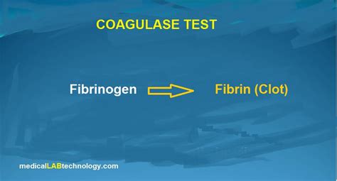 Coagulase test principle, procedure