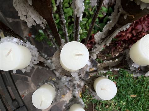 Безплатна снимка : цвете, флора, гъбичка, Agaricus, кладница, ядлива ...