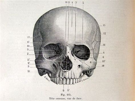 Vintage Anatomical Illustration Skull Science Anatomy Human