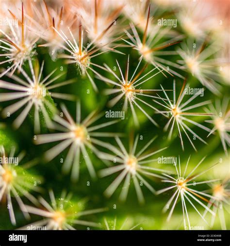 Fotografía macro de una planta de cactus con sus muchas espinas