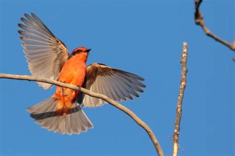 Flight Feathers - A-Z Animals