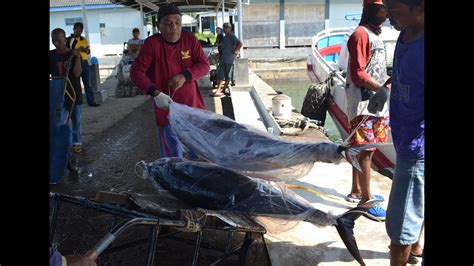 Ikan Dominan Di Pps Cilacap Tuna Cakalang Layur Cumi Cumi Youtube