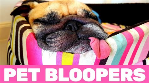 Funniest Pet Bloopers Compilation On The Internet Youtube