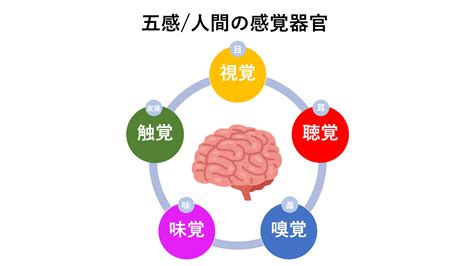 【五感とは何か】感覚器官の目、耳、鼻、舌、皮膚のことなの？