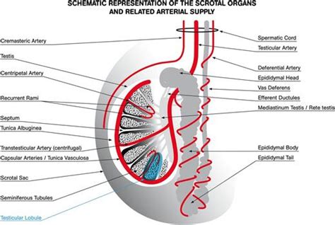 Schematic Representation Of The Scrotal Organs And Related Arterial