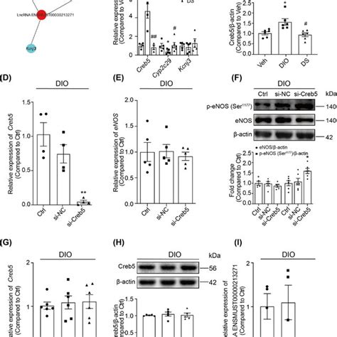 The Lncrna Mrna Co Expression Network Analysis A Qrt Pcr Validated