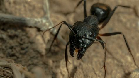 Carpenter Ant Vs Termite Damage How To Tell The Difference • Gecko Pest Control