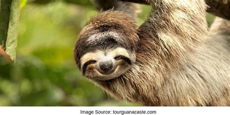 Cute Sloth Hanging From Tree Costa Rica Sloth Sanctuary