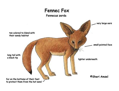 Fennec Fox In Burrow Fennec Fox Adaptations Fennec Fox Fox Habitat