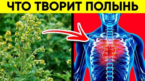 ВОТ ЧТО ТВОРИТ ПОЛЫНЬ! (Реальная Польза и Вред Полыни) - YouTube
