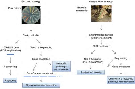 Sequencing Strategies For Specific Isolates And Metagenomes The 16s Download Scientific