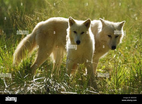 Lobo Del Rtico La Tundra El Lobo Canis Lupus Albus Dos Personas