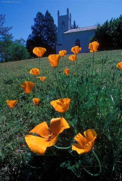 Historic Emmanuel Church And Poppies Coloma Betty Sederquist Photography