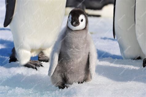 Premium Photo | Emperor penguin chicks in antarctica