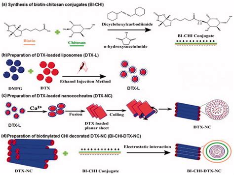 Full Article Development Of Novel Biotinylated Chitosan Decorated