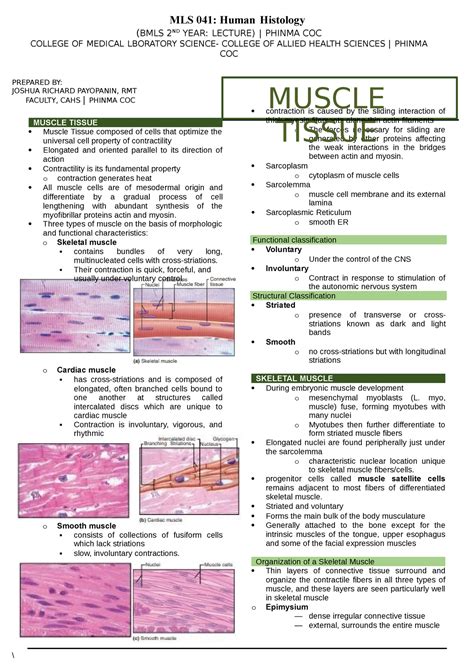 Lesson Muscle Tissue Mls Human Histology Bmls Nd Year