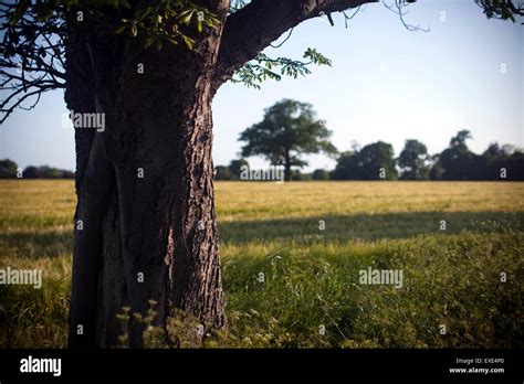 Corn Field Essex Uk Stock Photo Alamy