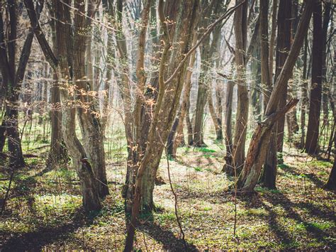 Branch Forest Grass Light Lighting Nature Outdoors Park Sun