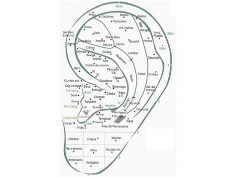 Mapa Aur Culo Sus Auriculoterapia