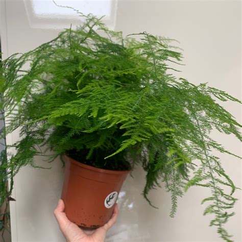 Large Asparagus fern (Asparagus densiflorus) | Fox Botanics