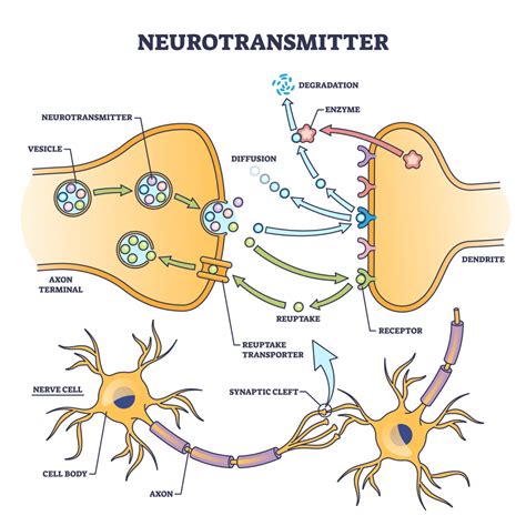 Neurotransmitters Types Function And Examples